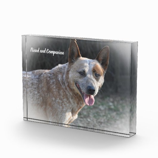 Australian Cattle Dog Fotoblokken (Rechts)