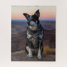 Australian Cattle Dog Heeler - Sunset -