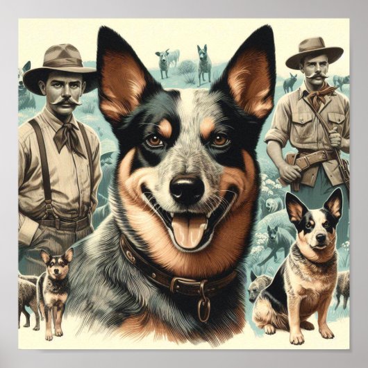  Australian Cattle Dog Illustratie Poster (Voorkant)