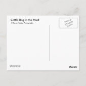 Australian Cattle Dog in Herd Briefkaart (Achterkant)