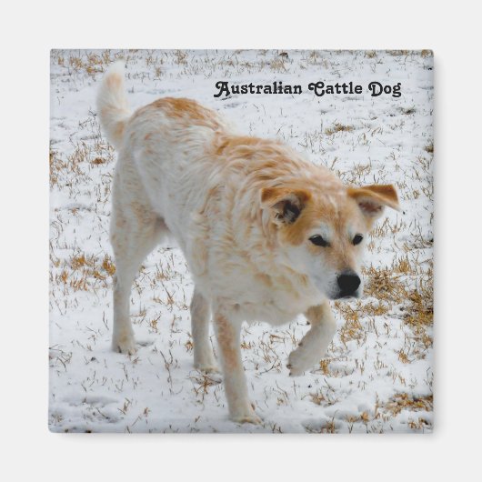 Australian Cattle Dog Magneet (Voorkant)