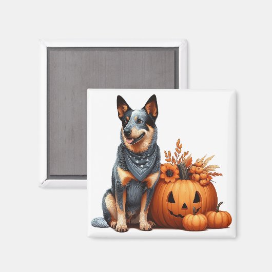 Australian Cattle Dog naast een Jack-O-Lantern Magneet (Voorkant / Achterkant)