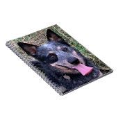 Australian Cattle Dog notitieboek (Rechterzijde)