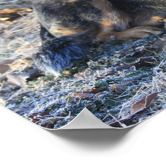 Australian Cattle Dog of Blue Heeler Photo Poster (Hoek)