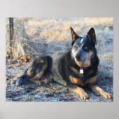 Australian Cattle Dog of Blue Heeler Photo Poster (Voorkant)
