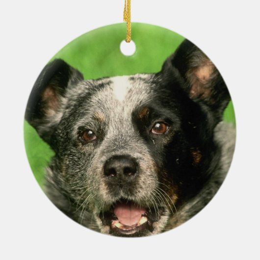 Australian Cattle Dog Ornament (Achterkant)