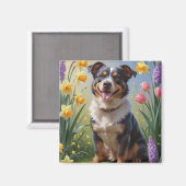 Australian Cattle Dog Spring Bloemen Schilderen Magneet (Voorkant / Achterkant)