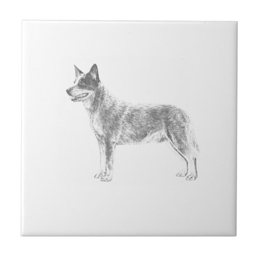 Australian Cattle Dog Tegeltje (Voorkant)