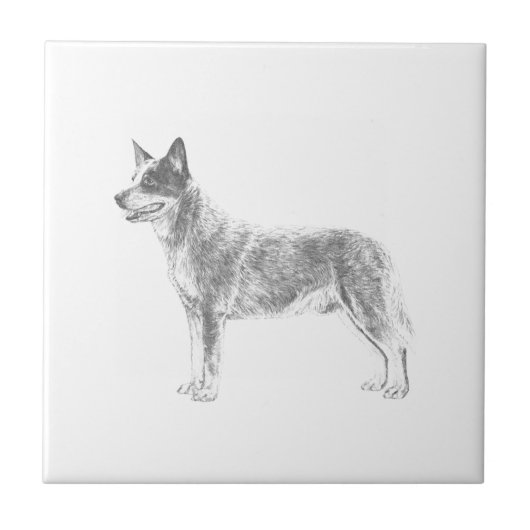 Australian Cattle Dog Tegeltje (Voorkant)