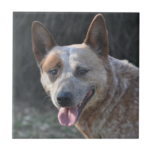 Australian Cattle Dog Tegeltje (Voorkant)