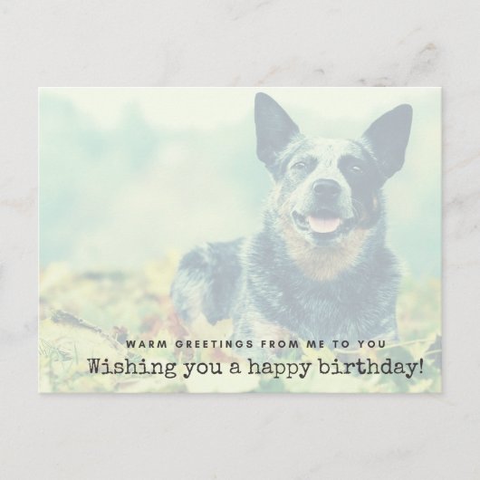 Australian Cattle Dog - Warm greetings van mij Briefkaart (Voorkant)
