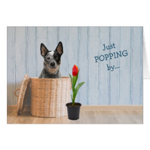 Australian Cattle Dog Wicker Basket Birthday Kaart