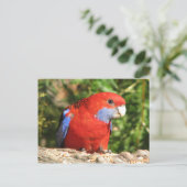 Australian Crimson Rosella Briefkaart (Staand voorkant)