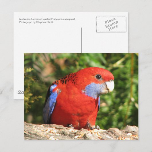 Australian Crimson Rosella Briefkaart (Voorkant / Achterkant)