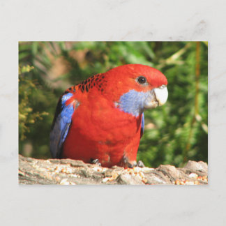 Australian Crimson Rosella Briefkaart