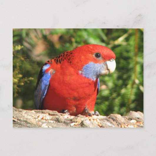 Australian Crimson Rosella Briefkaart (Voorkant)
