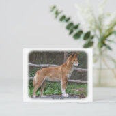 Australian Dingo 9Y209D-268 Briefkaart (Staand voorkant)