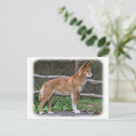 Australian Dingo 9Y209D-268 Briefkaart (Staand voorkant)