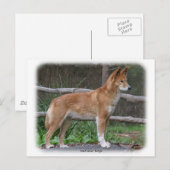 Australian Dingo 9Y209D-268 Briefkaart (Voorkant / Achterkant)