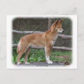 Australian Dingo 9Y209D-268 Briefkaart (Voorkant)