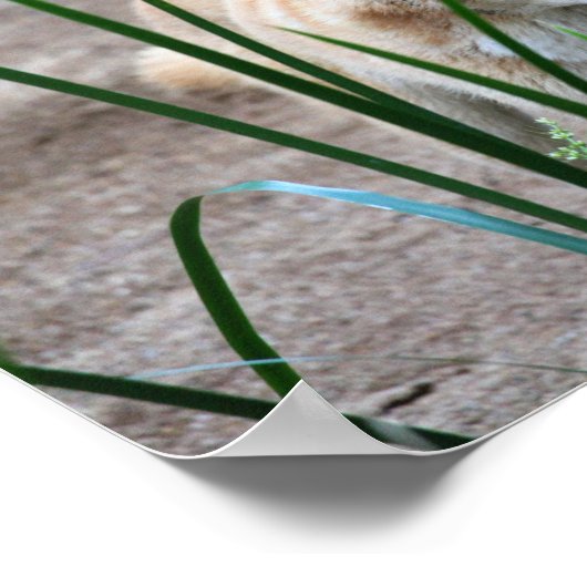 Australian Dingo Poster (Hoek)