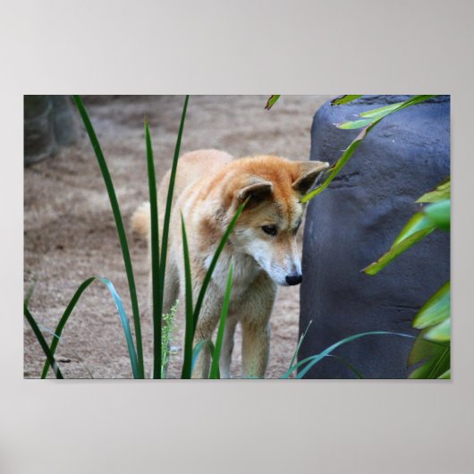 Australian Dingo Poster (Voorkant)