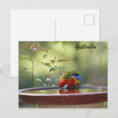 Australian Eastern Rosella Briefkaart (Voorkant / Achterkant)