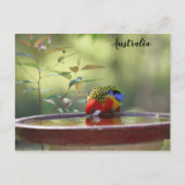 Australian Eastern Rosella Briefkaart (Voorkant)