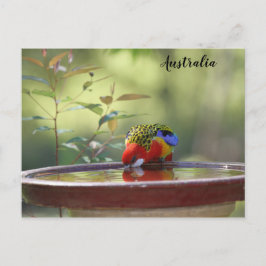 Australian Eastern Rosella Briefkaart