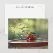 Australian Eastern Rosella Drinking Briefkaart (Voorkant / Achterkant)