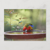 Australian Eastern Rosella Drinking Briefkaart (Voorkant)