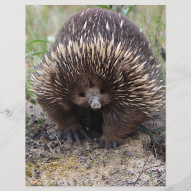 Australian Echidna Cute Animal Foto (Voorkant)