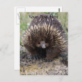 Australian Echidna Cute Animal Foto Briefkaart (Voorkant / Achterkant)