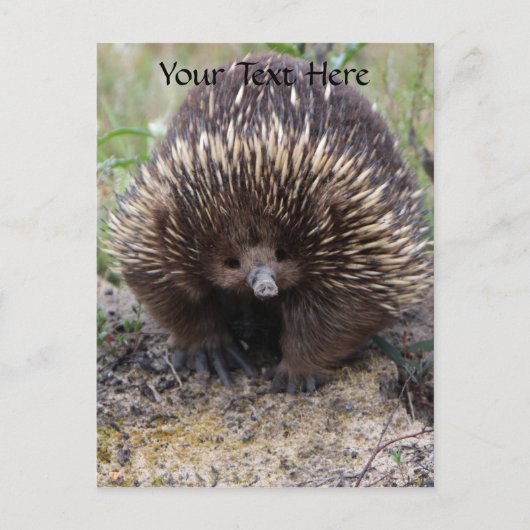 Australian Echidna Cute Animal Foto Briefkaart (Voorkant)