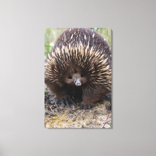 Australian Echidna Cute Animal Foto Canvas Afdruk (Voorkant)