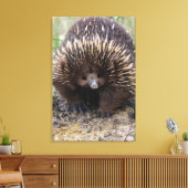 Australian Echidna Cute Animal Foto Canvas Afdruk (Insitu (Woonkamer))