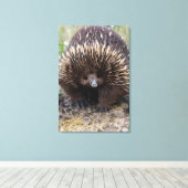Australian Echidna Cute Animal Foto Canvas Afdruk (Insitu (Houten vloer))