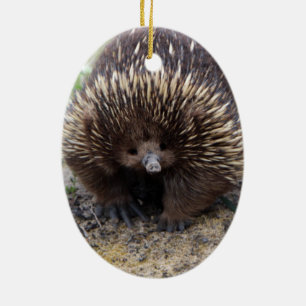 Australian Echidna Cute Animal Foto Keramisch Ornament