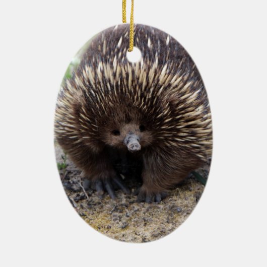 Australian Echidna Cute Animal Foto Keramisch Ornament (Achterkant)