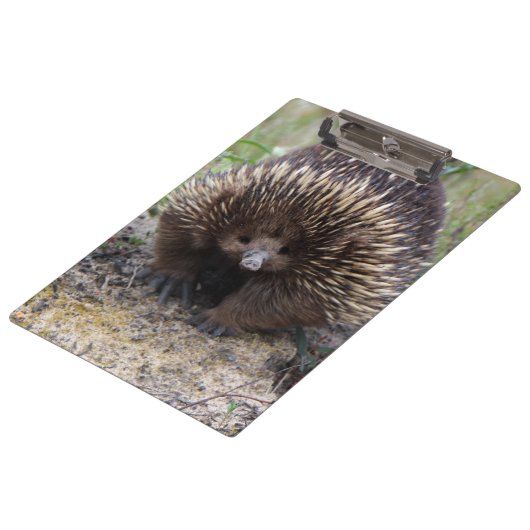 Australian Echidna Cute Animal Foto Klembord (Gekanteld)