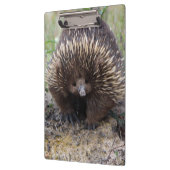Australian Echidna Cute Animal Foto Klembord (Links)