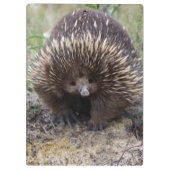 Australian Echidna Cute Animal Foto Klembord (Achterkant)