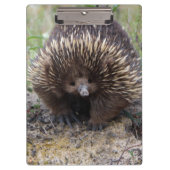 Australian Echidna Cute Animal Foto Klembord (Voorkant)