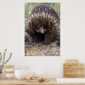 Australian Echidna Cute Animal Foto Poster (Keuken)