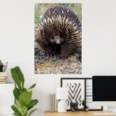 Australian Echidna Cute Animal Foto Poster (Thuiskantoor)