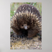 Australian Echidna Cute Animal Foto Poster (Voorkant)