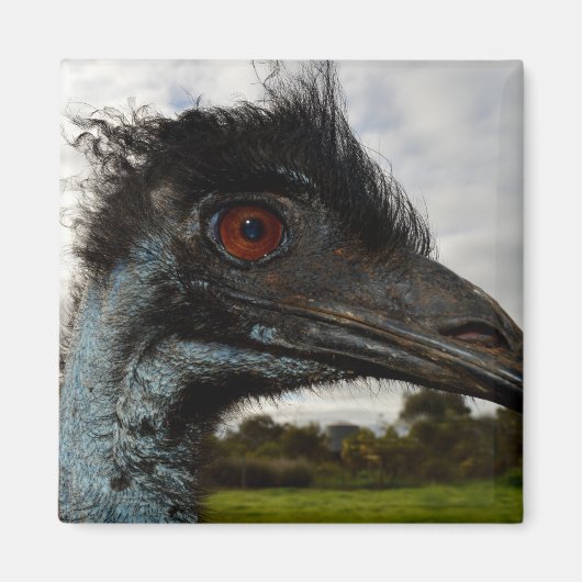 Australian Emu Close up, Fridge Magnet (Voorkant)