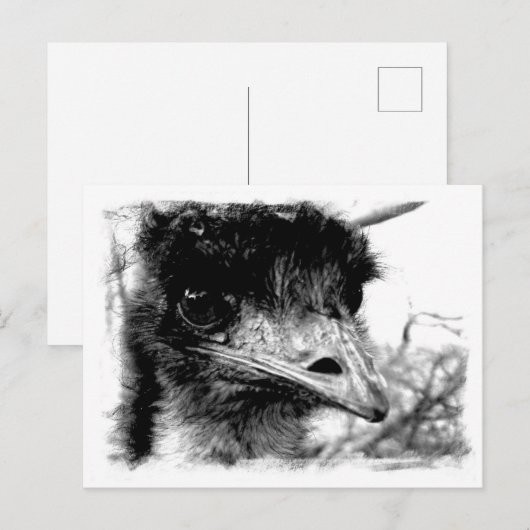 Australian Emu Wildlife Briefkaart (Voorkant / Achterkant)