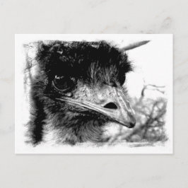 Australian Emu Wildlife Briefkaart