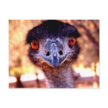 Australian Emu Wildlife Briefkaart